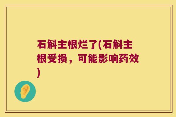 石斛主根烂了(石斛主根受损，可能影响药效)
