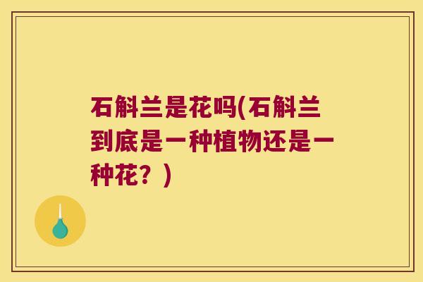 石斛兰是花吗(石斛兰到底是一种植物还是一种花？)