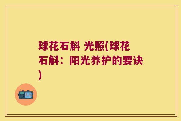 球花石斛 光照(球花石斛：阳光养护的要诀)