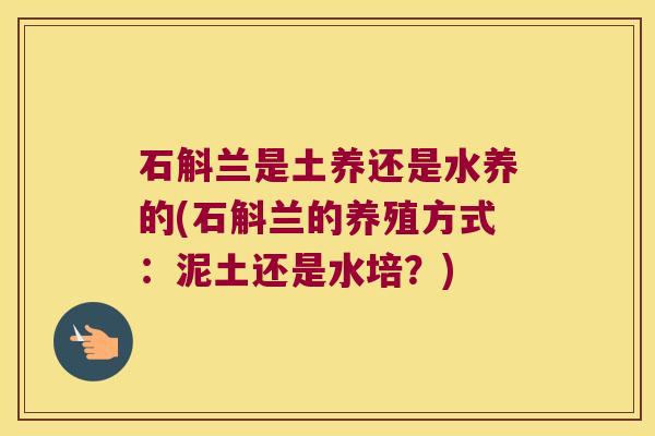 石斛兰是土养还是水养的(石斛兰的养殖方式：泥土还是水培？)