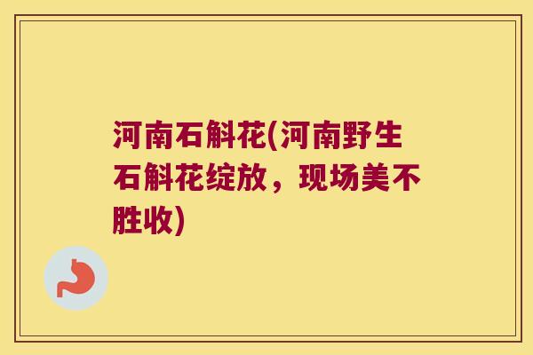 河南石斛花(河南野生石斛花绽放，现场美不胜收)