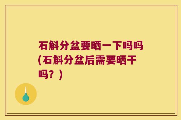 石斛分盆要晒一下吗吗(石斛分盆后需要晒干吗？)
