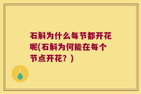 石斛为什么每节都开花呢(石斛为何能在每个节点开花？)