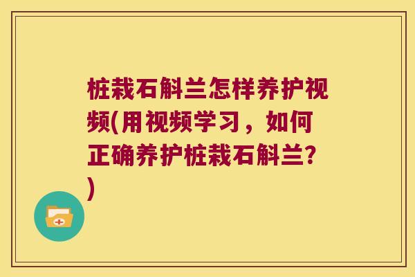 桩栽石斛兰怎样养护视频(用视频学习，如何正确养护桩栽石斛兰？)
