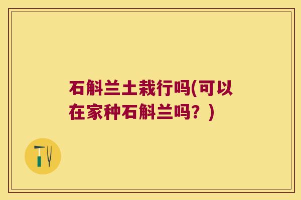 石斛兰土栽行吗(可以在家种石斛兰吗?) 石斛兰土栽行吗(可以在家种石斛兰吗?)