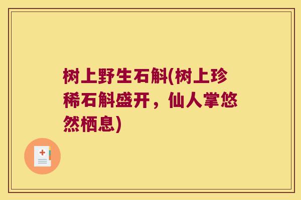 树上野生石斛(树上珍稀石斛盛开，仙人掌悠然栖息)