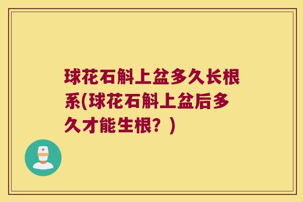球花石斛上盆多久长根系(球花石斛上盆后多久才能生根？)