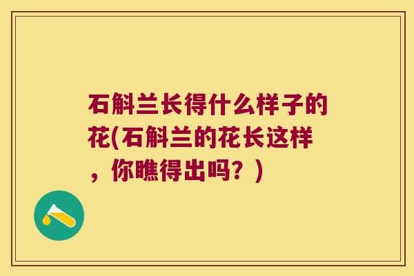 石斛兰长得什么样子的花(石斛兰的花长这样，你瞧得出吗？)