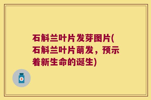 石斛兰叶片发芽图片(石斛兰叶片萌发，预示着新生命的诞生)