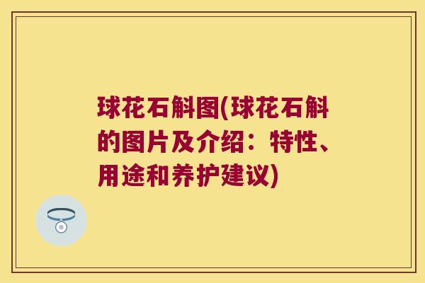 球花石斛图(球花石斛的图片及介绍:特性、用途和养护建议) 球花石斛图(球花石斛的图片及介绍:特性、用途和养护建议)