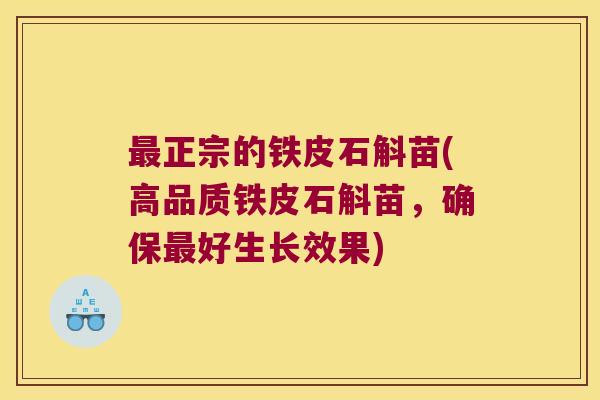 正宗的铁皮石斛苗(高品质铁皮石斛苗，确保好生长效果)
