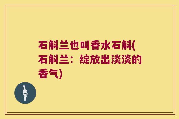石斛兰也叫香水石斛(石斛兰：绽放出淡淡的香气)