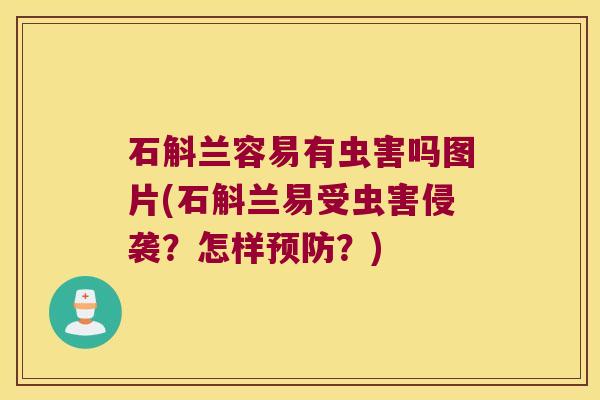石斛兰容易有虫害吗图片(石斛兰易受虫害侵袭？怎样预防？)