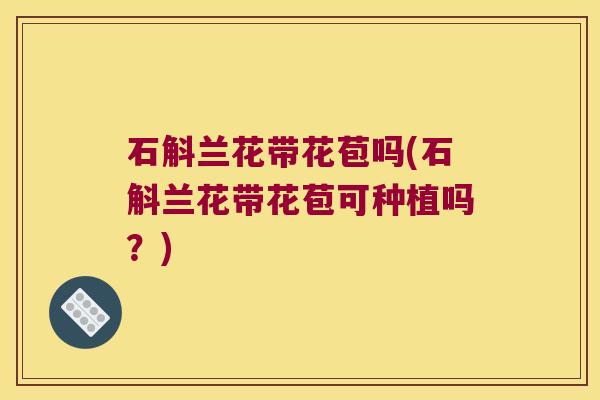 石斛兰花带花苞吗(石斛兰花带花苞可种植吗？)