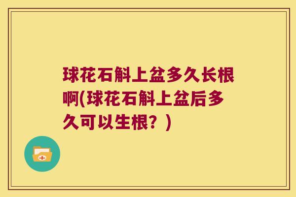 球花石斛上盆多久长根啊(球花石斛上盆后多久可以生根？)
