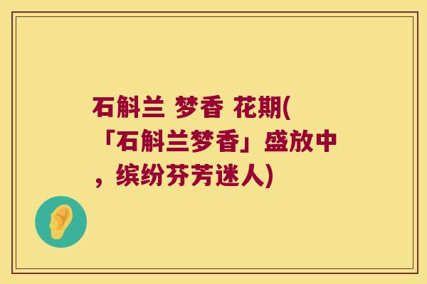 石斛兰 梦香 花期(「石斛兰梦香」盛放中，缤纷芬芳迷人)