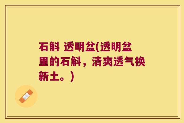 石斛 透明盆(透明盆里的石斛，清爽透气换新土。)