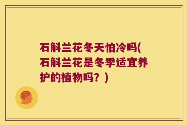 石斛兰花冬天怕冷吗(石斛兰花是冬季适宜养护的植物吗？)