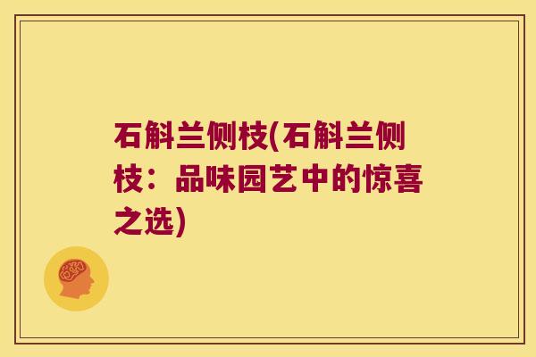 石斛兰侧枝(石斛兰侧枝：品味园艺中的惊喜之选)