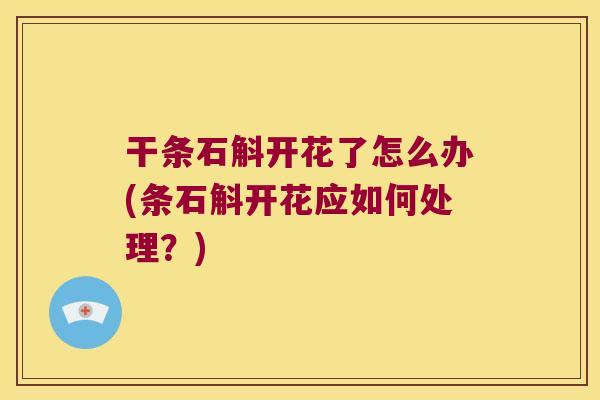 干条石斛开花了怎么办(条石斛开花应如何处理？)