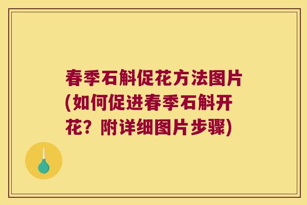 春季石斛促花方法图片(如何促进春季石斛开花？附详细图片步骤)