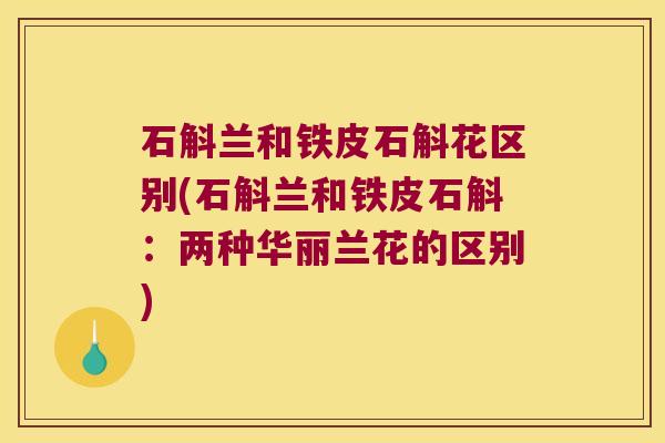 石斛兰和铁皮石斛花区别(石斛兰和铁皮石斛：两种华丽兰花的区别)