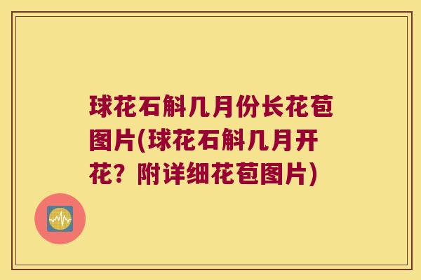 球花石斛几月份长花苞图片(球花石斛几月开花？附详细花苞图片)