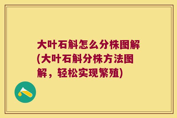大叶石斛怎么分株图解(大叶石斛分株方法图解，轻松实现繁殖)