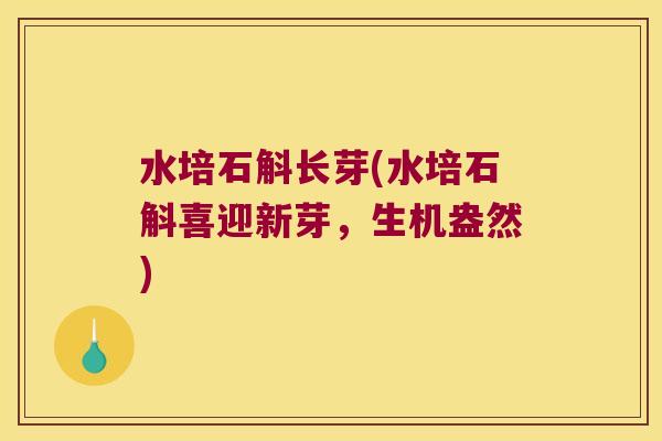 水培石斛长芽(水培石斛喜迎新芽，生机盎然)