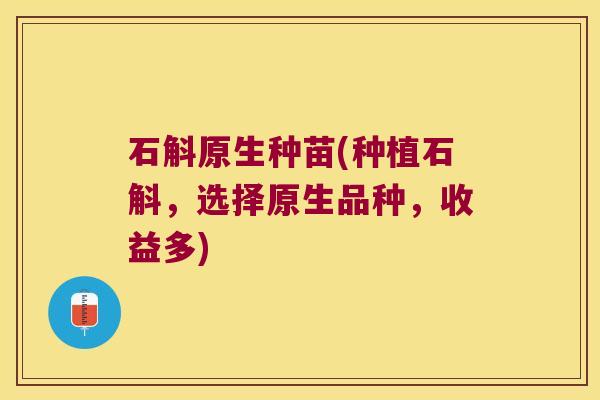 石斛原生种苗(种植石斛，选择原生品种，收益多)