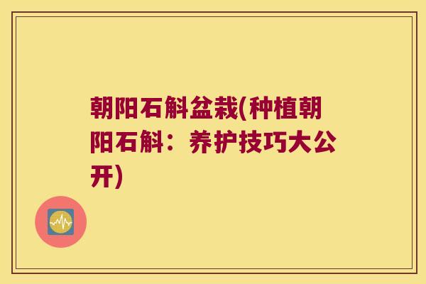 朝阳石斛盆栽(种植朝阳石斛：养护技巧大公开)