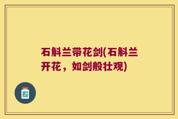 石斛兰带花剑(石斛兰开花,如剑般壮观) 石斛兰带花剑(石斛兰开花,如剑般壮观)