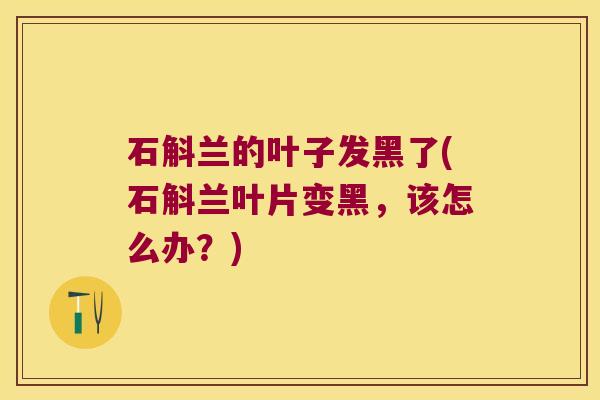 石斛兰的叶子发黑了(石斛兰叶片变黑,该怎么办?) 石斛兰的叶子发黑了(石斛兰叶片变黑,该怎么办?)