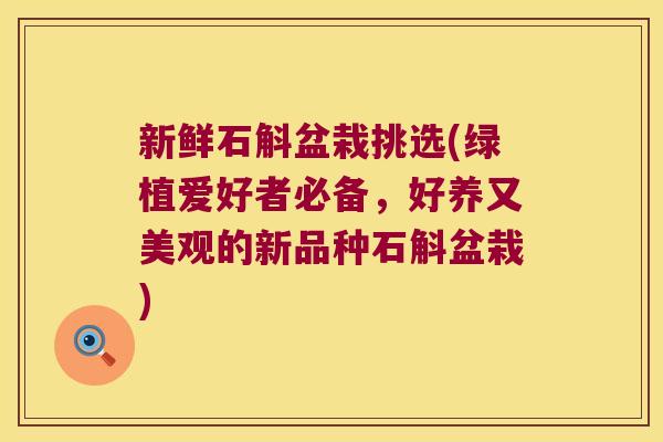 新鲜石斛盆栽挑选(绿植爱好者必备，好养又美观的新品种石斛盆栽)
