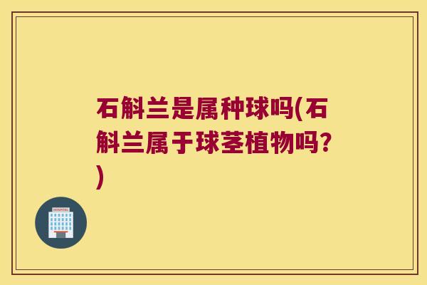 石斛兰是属种球吗(石斛兰属于球茎植物吗？)