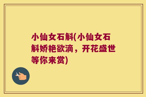 小仙女石斛(小仙女石斛娇艳欲滴，开花盛世等你来赏)