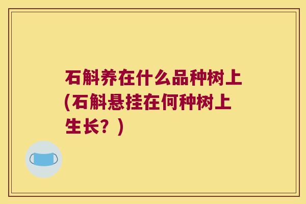 石斛养在什么品种树上(石斛悬挂在何种树上生长？)