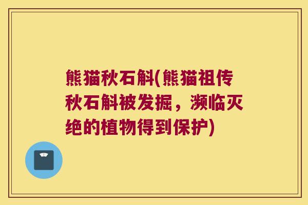 熊猫秋石斛(熊猫祖传秋石斛被发掘,濒临灭绝的植物得到保护) 熊猫秋石斛(熊猫祖传秋石斛被发掘,濒临灭绝的植物得到保护)
