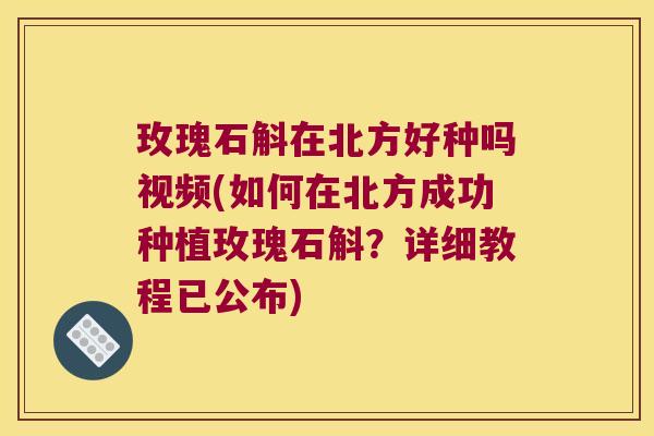 玫瑰石斛在北方好种吗视频(如何在北方成功种植玫瑰石斛?详细教程已公布) 玫瑰石斛在北方好种吗视频(如何在北方成功种植玫瑰石斛?详细教程已公布)
