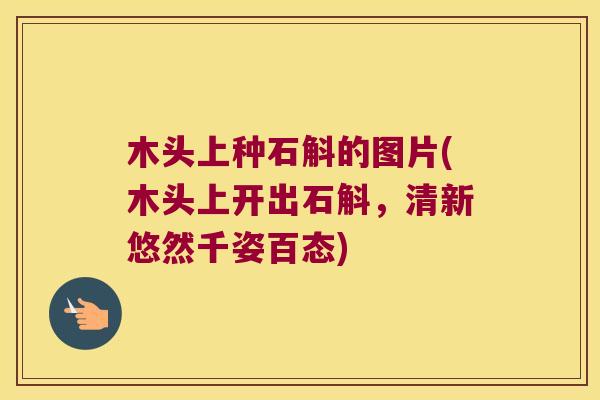 木头上种石斛的图片(木头上开出石斛，清新悠然千姿百态)