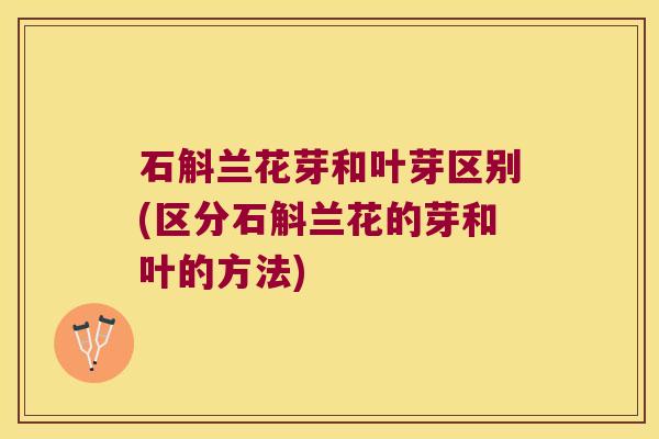 石斛兰花芽和叶芽区别(区分石斛兰花的芽和叶的方法)