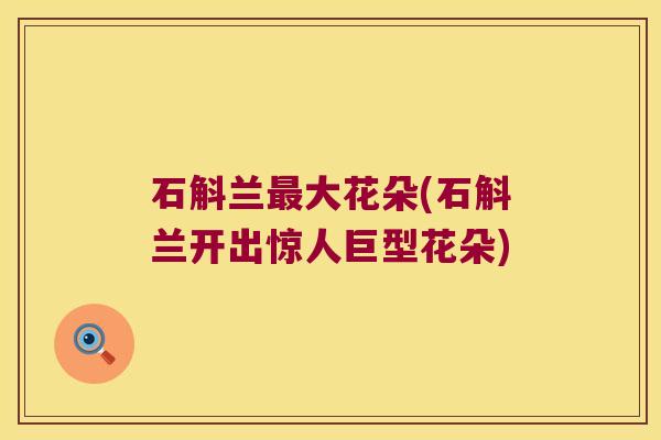 石斛兰最大花朵(石斛兰开出惊人巨型花朵)