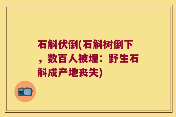 石斛伏倒(石斛树倒下，数百人被埋：野生石斛成产地丧失)