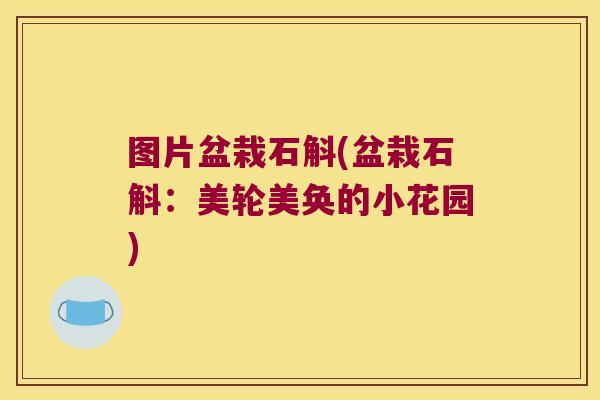 图片盆栽石斛(盆栽石斛：美轮美奂的小花园)