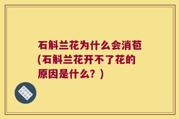 石斛兰花为什么会消苞(石斛兰花开不了花的原因是什么？)