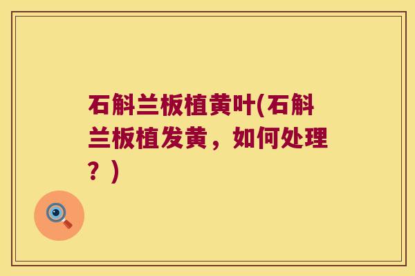 石斛兰板植黄叶(石斛兰板植发黄,如何处理?) 石斛兰板植黄叶(石斛兰板植发黄,如何处理?)