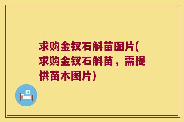 求购金钗石斛苗图片(求购金钗石斛苗，需提供苗木图片)