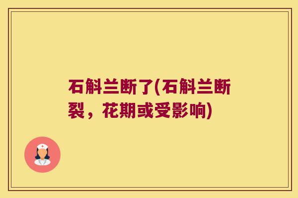 石斛兰断了(石斛兰断裂,花期或受影响) 石斛兰断了(石斛兰断裂,花期或受影响)