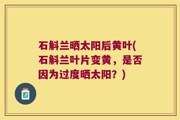 石斛兰晒太阳后黄叶(石斛兰叶片变黄，是否因为过度晒太阳？)