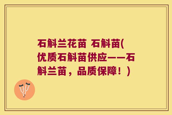 石斛兰花苗 石斛苗(优质石斛苗供应——石斛兰苗，品质保障！)